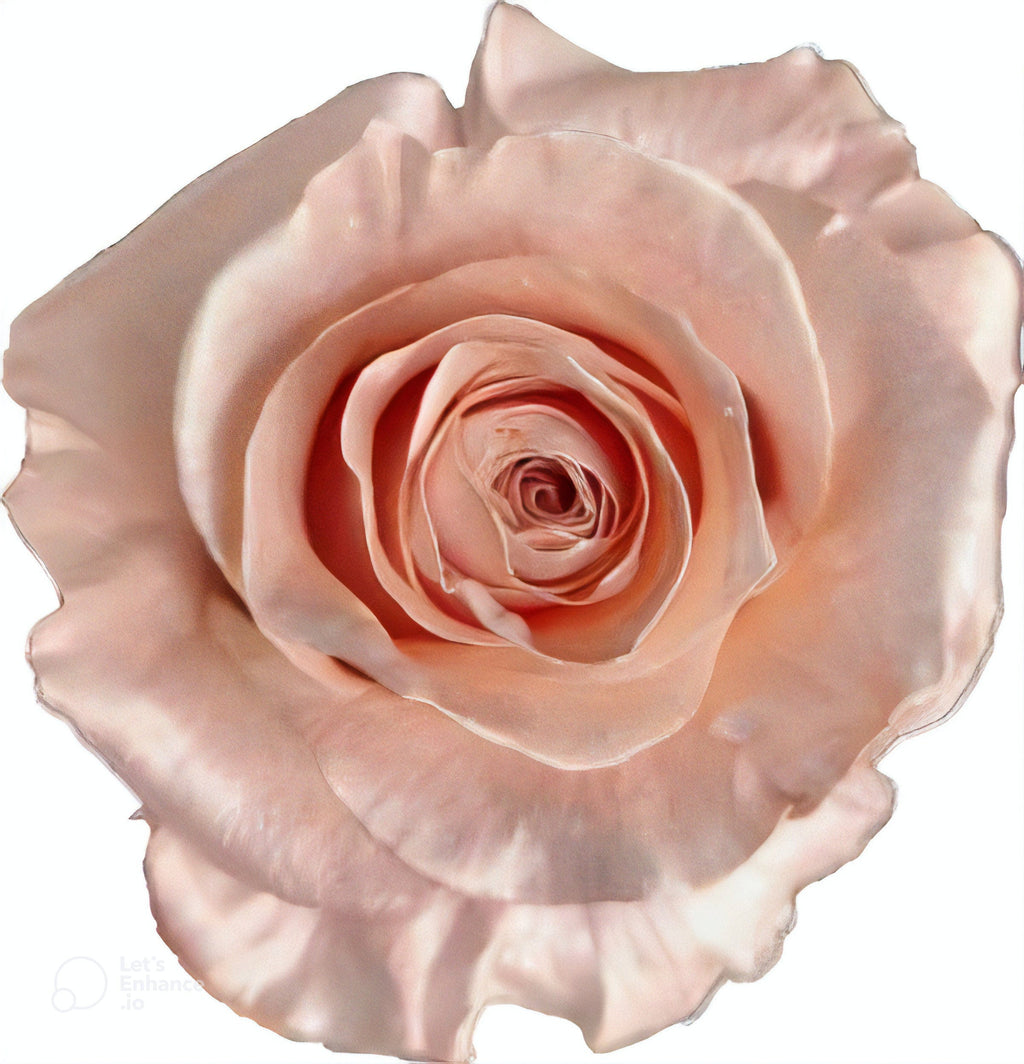 Pearl Rose Gold Rose Tinted (Fresh Cut) – Greenchoice Flowers