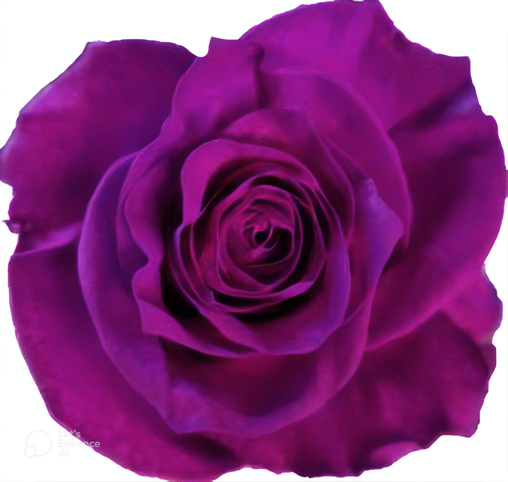 Ligth Purple Rose Tinted (Fresh Cut) – Greenchoice Flowers