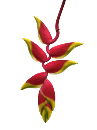 Heliconia Red & Yellow Rostrata Tropical Flower (Fresh Cut) By Magic Flowers