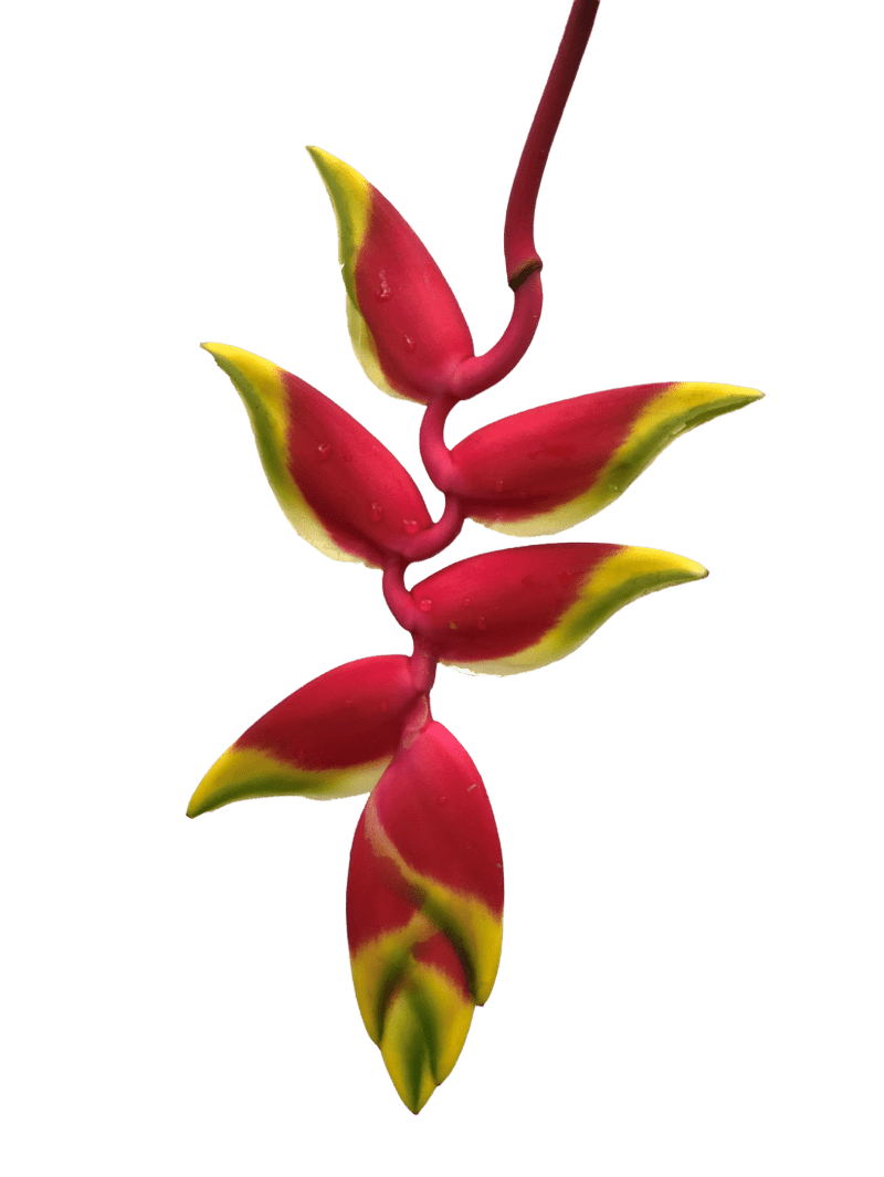 Heliconia Red & Yellow Rostrata Tropical Flower (Fresh Cut) By Magic Flowers