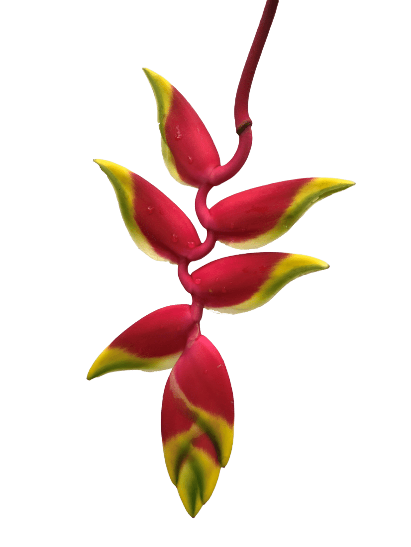 Heliconia Red & Yellow Rostrata