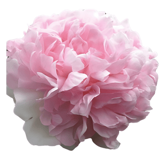 Raspberry Sundae - Patagonia Peonies Flowers | Fresh-Cut Wholesale Peony (October - November - December)