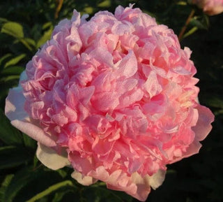 Raspberry Sundae - Patagonia Peonies Flowers | Fresh-Cut Wholesale Peony (October - November - December)