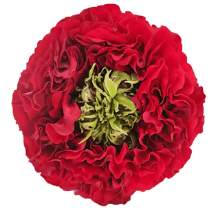 Red Eye Garden Rose Fresh Cut – Premium Farm Direct Roses