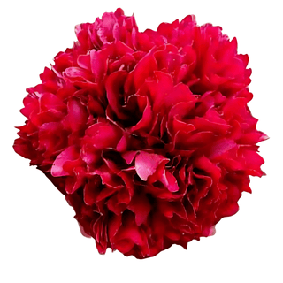 Red Grace - Patagonia Peonies Flowers | Fresh-Cut Wholesale Peony (October - November - December)