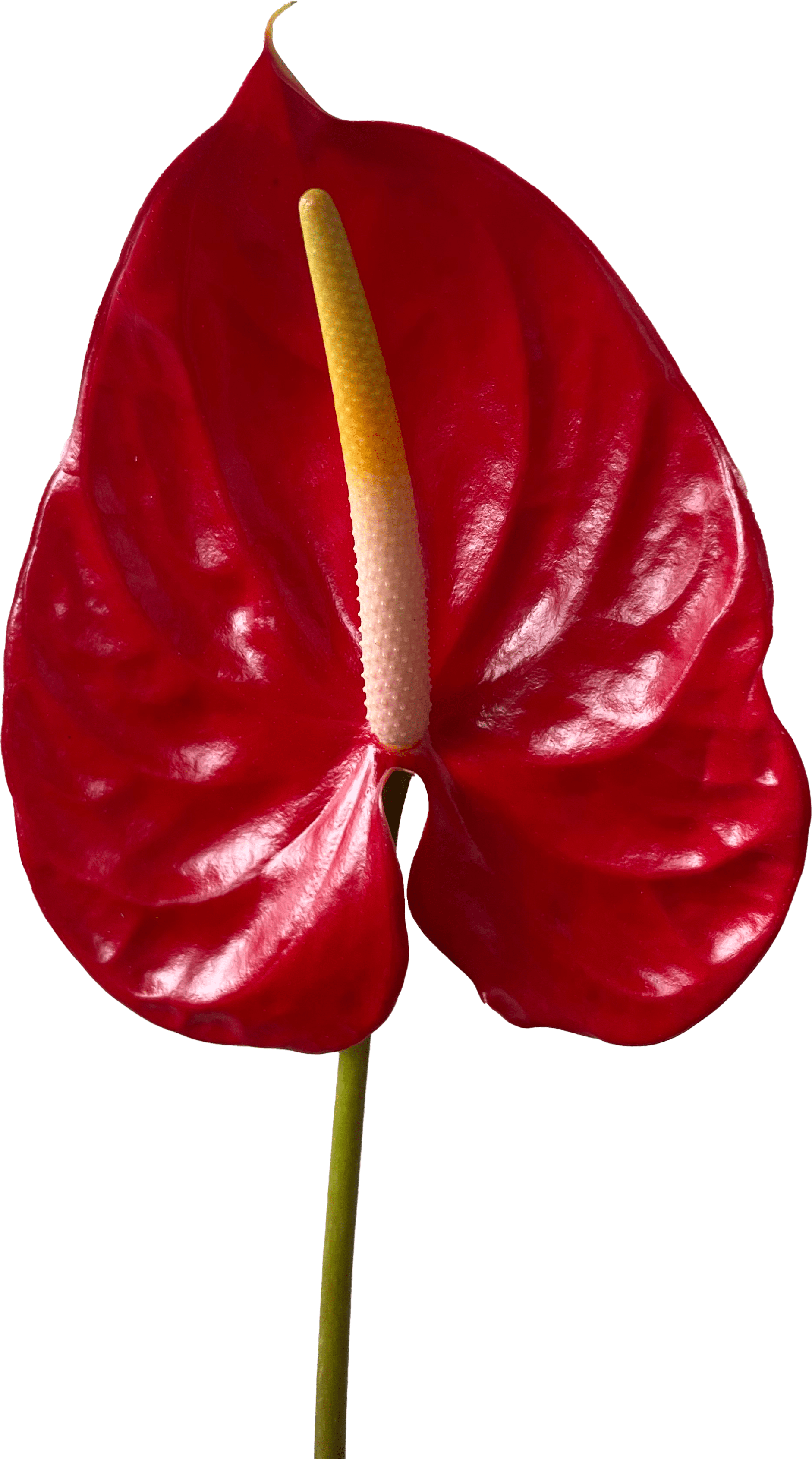 anthurium flower cut out Anthurium Red Tropicana Tropical Flower (Fresh Cut)