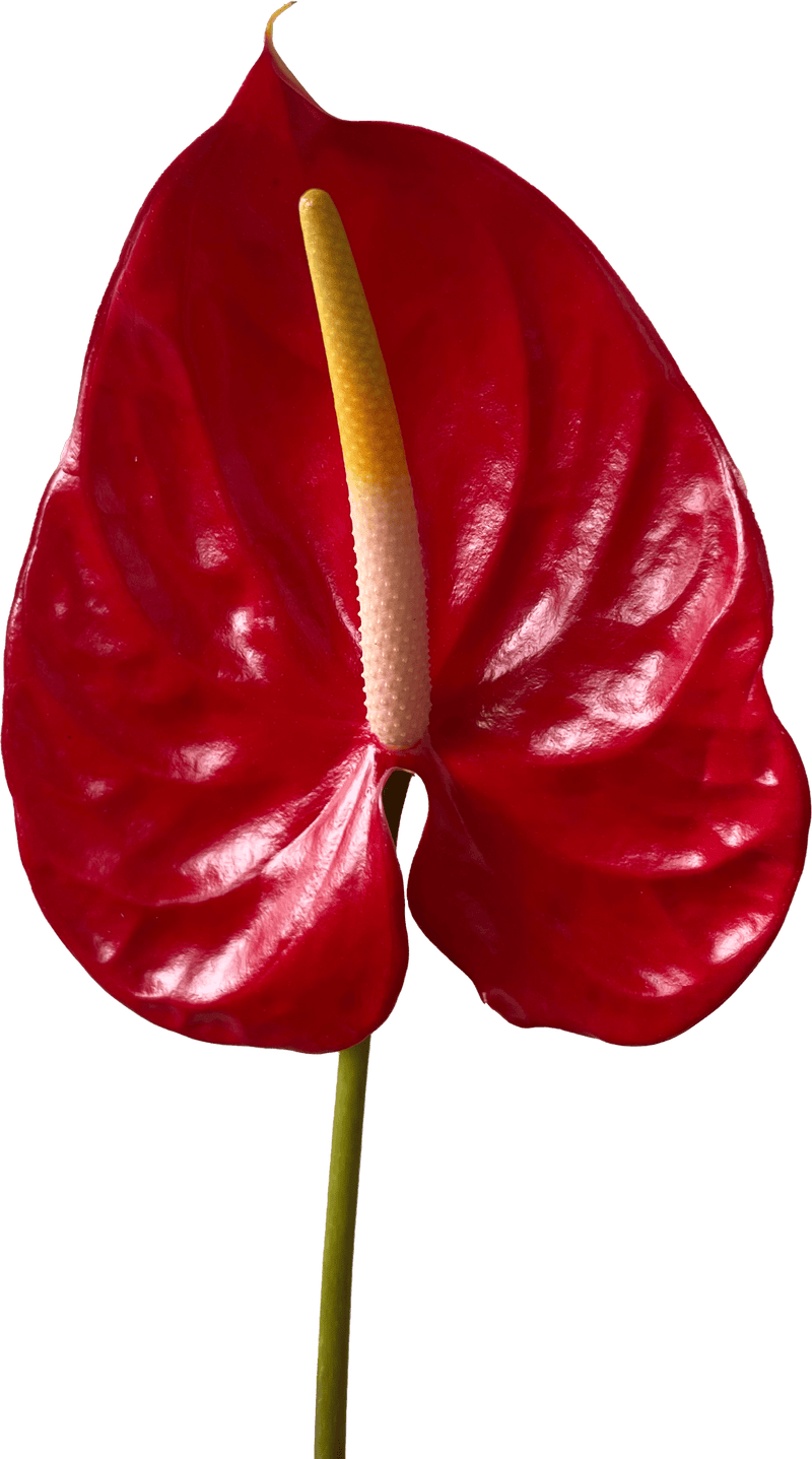 Anthurium Red Tropicana Tropical Flower (Fresh Cut)