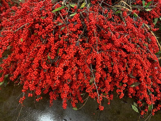 Red Ilex Berries – 60cm, 10-Stem Bunches (16-Bunch Box, Sleeved)