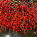 Red Ilex Berries – 60cm, 10-Stem Bunches (16-Bunch Box, Sleeved)