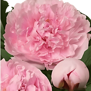 Reine Hortense - Patagonia Peonies Flowers | Fresh-Cut Wholesale Peony (October - November - December)