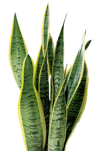 Sanseveria Golden