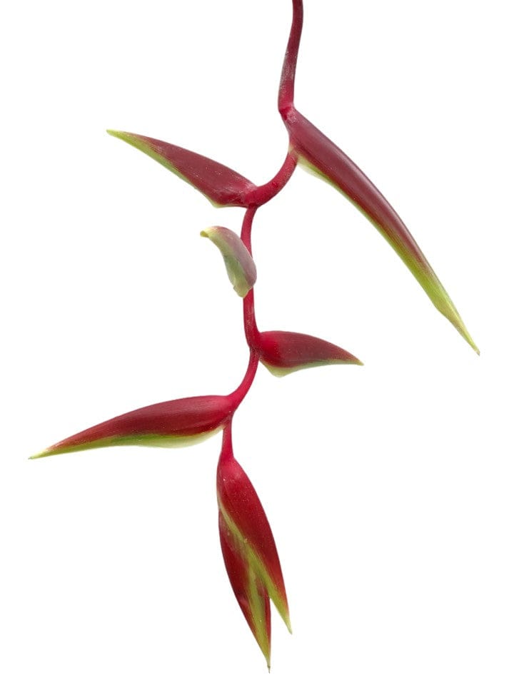 Heliconia Sexy Scarlet Tropical Flower (Fresh Cut)