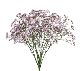 Limonium Oshi Pink - 80 Stems