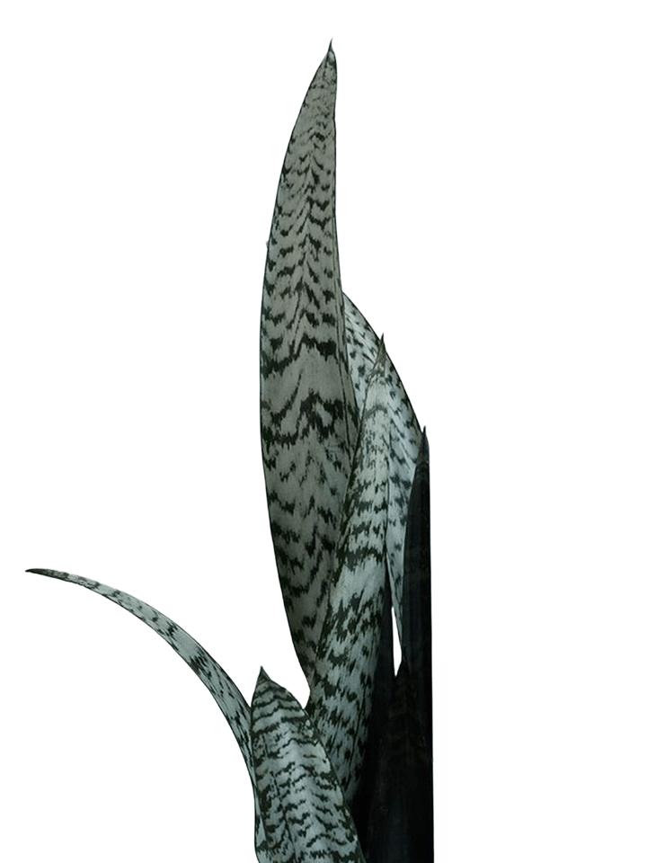 Sanseveria  Silver Cobra
