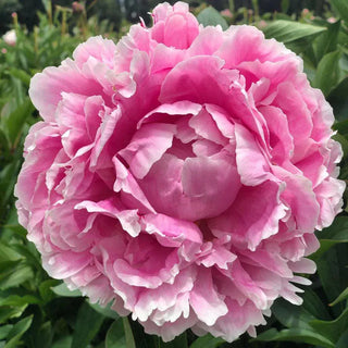 Sarah Bernhardt Fresh Cut Alaska Peony