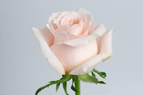 Shimmer Garden Rose