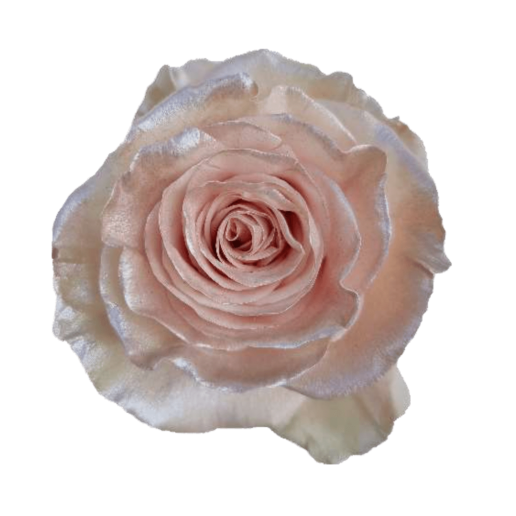 Shiny Pearl Rose Tinted (Fresh Cut) – Greenchoice Flowers