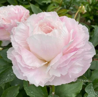 Shirley Temple - Patagonia Peonies Flowers | Fresh-Cut Wholesale Peony (October - November - December)