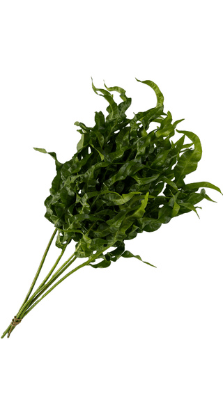 Cocodrilo fern