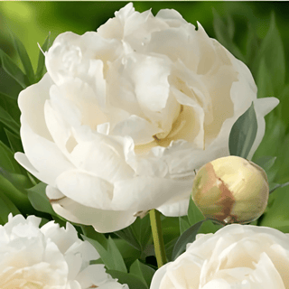 Snow Mountain - Patagonia Peonies Flowers | Fresh-Cut Wholesale Peony (October - November - December)