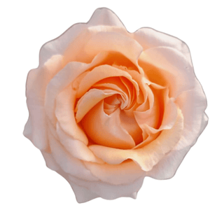 Soft Pink Felicity Rose Fresh Cut – Premium Farm Direct Roses