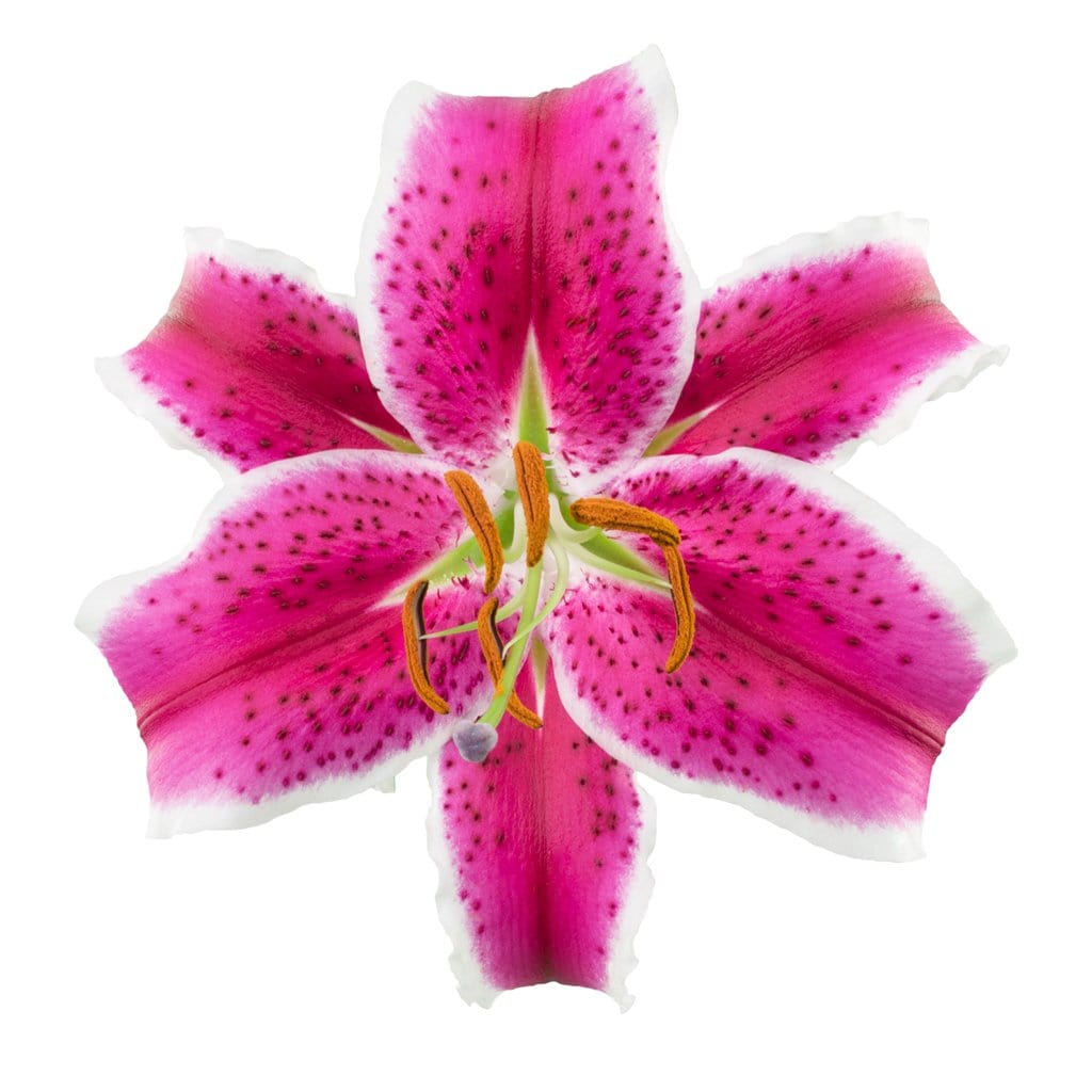 white and pink lily Oriental Lily Hot Pink – Greenchoice Flowers