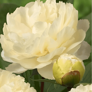 Sunny Girl - Patagonia Peonies Flowers | Fresh-Cut Wholesale Peony (October - November - December)