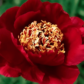 Sword Dance - Patagonia Peonies Flowers | Fresh-Cut Wholesale Peony (October - November - December)