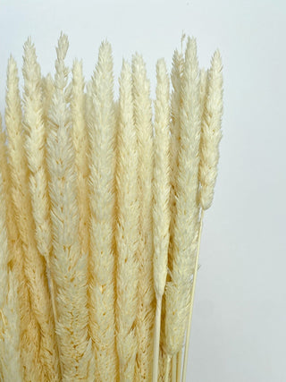 Thypa Grass Dried Natural Preserved