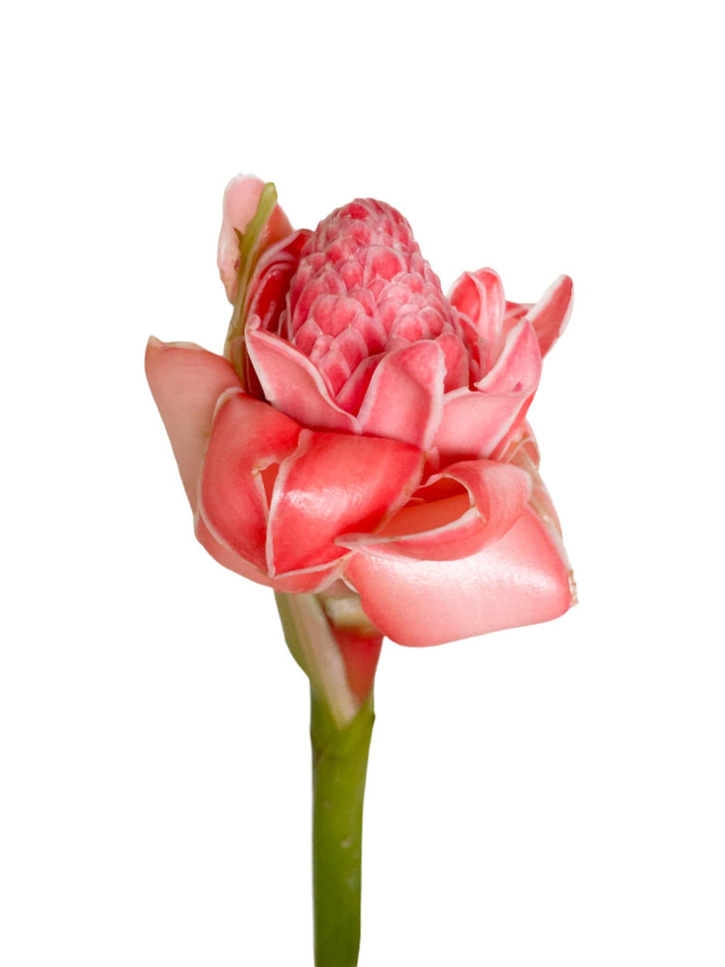 Torch Ginger Pink Tropical Flower (Fresh Cut) By Magic Flowers