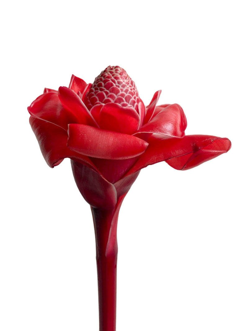 Torch Ginger Red Tropical Flower (Fresh Cut) By Magic Flowers