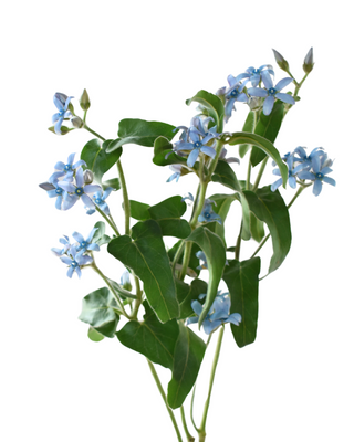 Fresh Sky Blue Tweedia | Rare Blue Cut Flower for Weddings & Floral Design