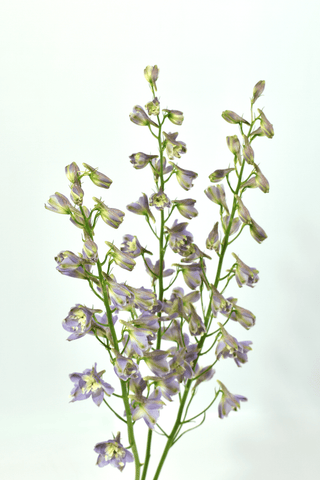 Delphinium Trick Wholesale Flower