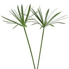Umbrella Papyrus Tropical Palm Foliage Greenery (Fresh Cut)