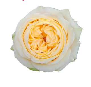 Vanilla Catalina Garden Rose | Wholesale Premium Roses | Farm Direct Flowers
