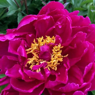 Karl Rosenfield - Patagonia Peonies Flowers | Fresh-Cut Wholesale Peony (October - November - December)
