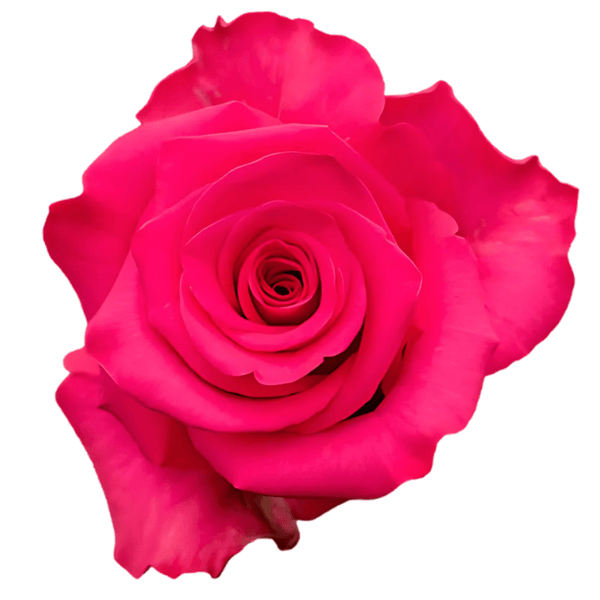 ViPink_grande.png?v=1752263573