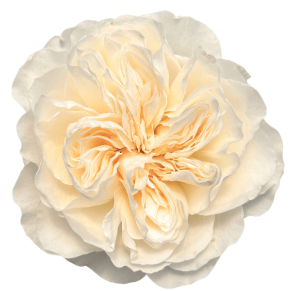 vicky's succulent garden White Vicky Gardens Garden Rose – Wholesale Premium Roses – Greenchoice  Flowers