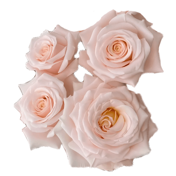 Vivaldi_grande.png?v=1752170031 Vivaldi_grande.png?v=1752170031