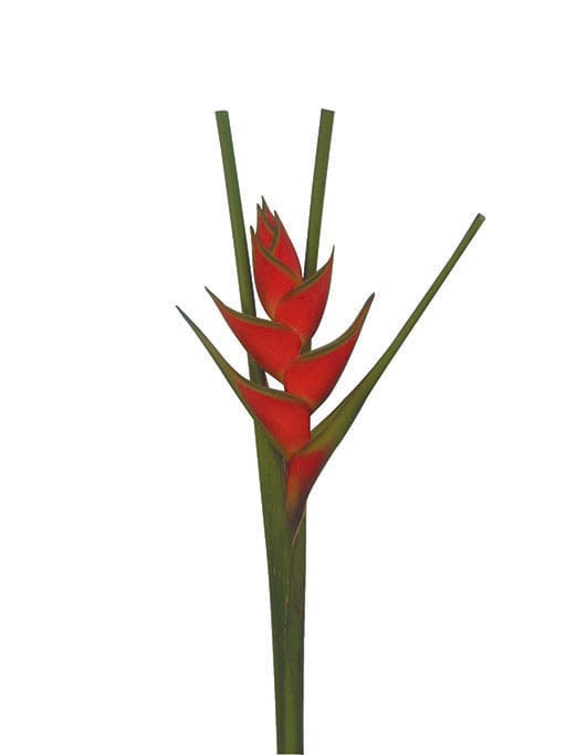Heliconia Wagneriana Red Tropical Flower (Fresh Cut) By Magic Flowers
