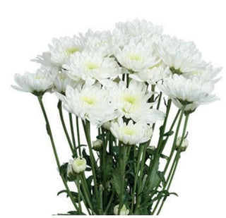 White Cushion Pompom Flower