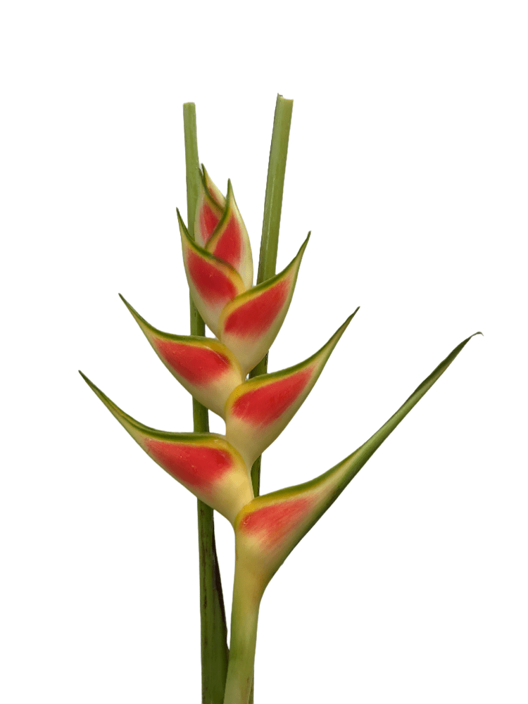 Heliconia Wagneriana Yellow Tropical Flower (Fresh Cut) By Magic Flowers