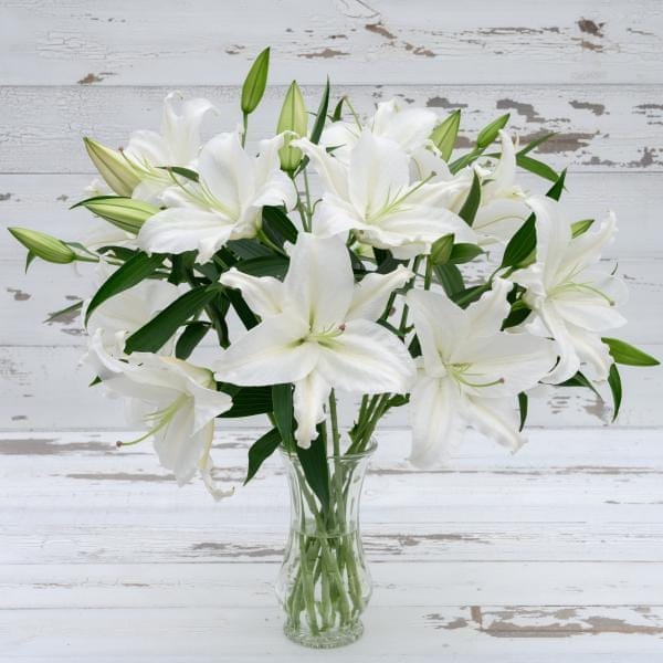 Buy Online High quality and Fresh Oriental Lily White - Greenchoice Flowers