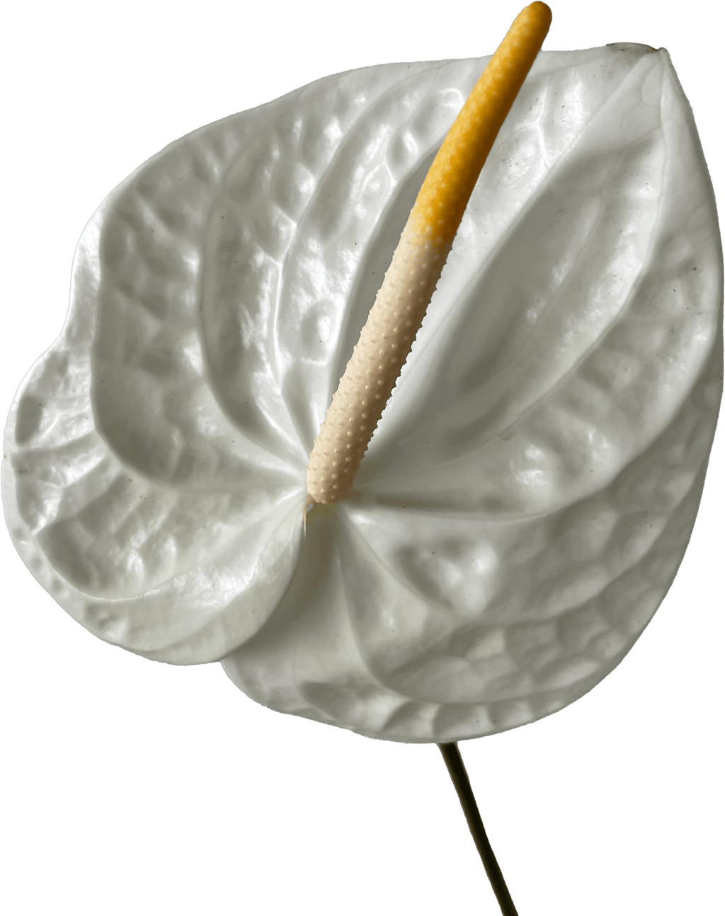 Anthurium White Acropolis Tropical Flower (Fresh Cut)