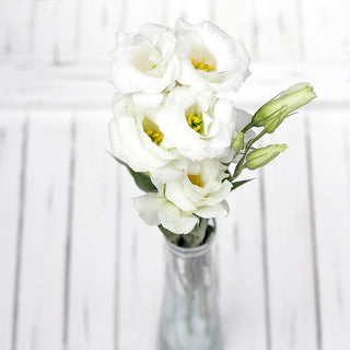 Fresh White Lisianthus | Premium Focal Flower for Weddings & Elegant Floral Design