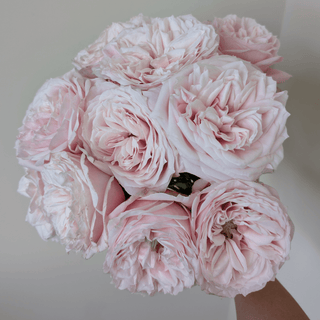 Yuyi Gardens Garden Rose – Wholesale Premium Roses