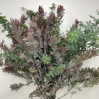 Acacia Purple Whosale Foliage Greenery (Fresh Cut)