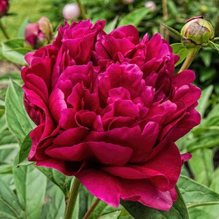 Premium Burgondy Peonies Flower October, November & December