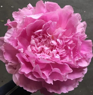 Premium Pink Peonies Flower October, November & December