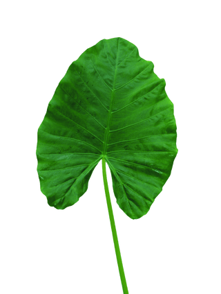 Alocasia Small Green